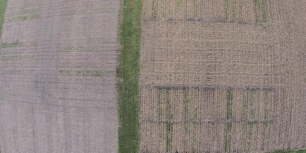 Aerial drone image showing two months of cover crop growth in Monmouth, Illinois in November, 2016. Image:  Dennis Bowman