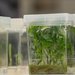 Organic has an increasingly narrow definition by eNGOs scrambling to stop scientific progress.