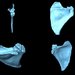 Capulae of Homo antecessor