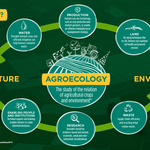 Agroecology is a wonderful aspirational guide, but it cannot replace science.