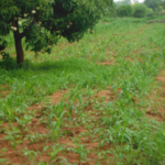 Farming in Kenya