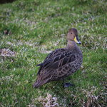  The South Georgia pintail duck scavenges on dead seals.